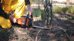 How Our Tree Care Process Works  in Brownville, NJ